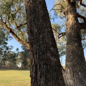 Eucalyptus bridgesiana at Garran, ACT - 24 Nov 2019 06:43 PM