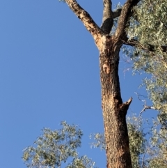 Eucalyptus bridgesiana at Garran, ACT - 24 Nov 2019 06:43 PM