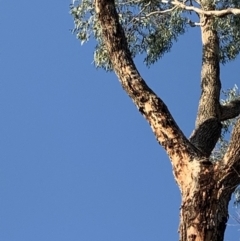 Eucalyptus bridgesiana at Garran, ACT - 24 Nov 2019 06:43 PM