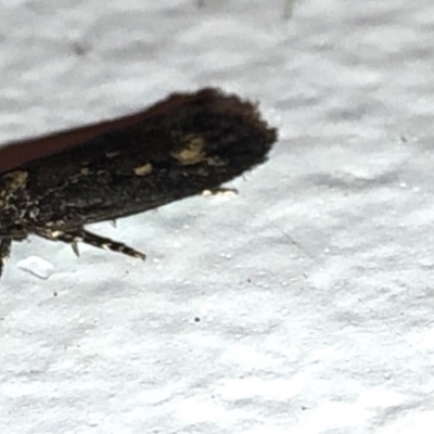 Barea codrella (A concealer moth) at Aranda, ACT - 15 Dec 2019 by Jubeyjubes