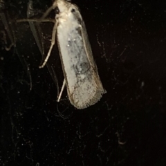 Philobota productella (Pasture Tunnel Moth) at Aranda, ACT - 15 Dec 2019 by Jubeyjubes
