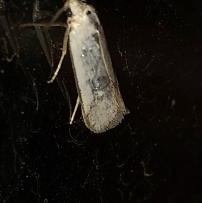 Philobota productella (Pasture Tunnel Moth) at Aranda, ACT - 15 Dec 2019 by Jubeyjubes