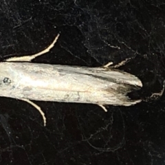 Philobota productella at Aranda, ACT - 15 Dec 2019