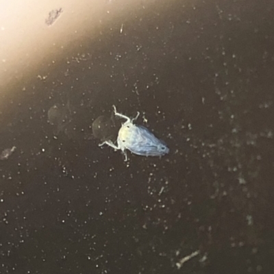 Cicadellidae (family) (Unidentified leafhopper) at Aranda, ACT - 15 Dec 2019 by Jubeyjubes