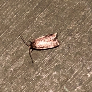 Hoplostega ochroma at Aranda, ACT - 15 Dec 2019 09:11 PM