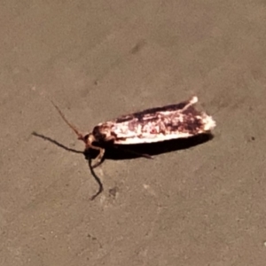 Hoplostega ochroma at Aranda, ACT - 15 Dec 2019 09:11 PM