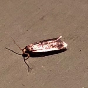 Hoplostega ochroma at Aranda, ACT - 15 Dec 2019 09:11 PM