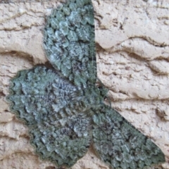 Hypodoxa muscosaria (Textured Emerald) at Cook, ACT - 15 Dec 2019 by IdleWanderer
