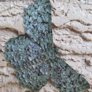 Hypodoxa muscosaria at Cook, ACT - 15 Dec 2019 06:40 PM
