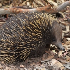 Tachyglossus aculeatus (Short-beaked Echidna) at ANBG - 14 Dec 2019 by TimL