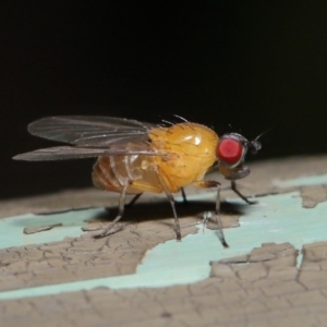 Sapromyza sp. (genus) at Acton, ACT - 8 Dec 2019 09:08 AM