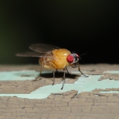 Sapromyza sp. (genus) at Acton, ACT - 8 Dec 2019