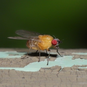 Sapromyza sp. (genus) at Acton, ACT - 8 Dec 2019