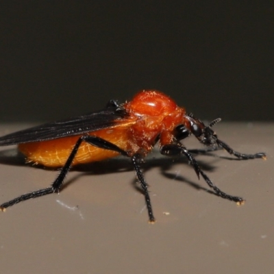 Bibio imitator (Garden maggot) at Acton, ACT - 7 Dec 2019 by TimL