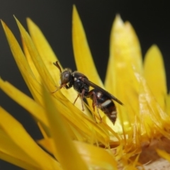 Bembecinus sp. (genus) (A sand wasp) at Acton, ACT - 8 Dec 2019 by TimL