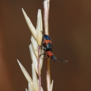 Dicranolaius bellulus at Hackett, ACT - 8 Dec 2019 08:48 AM