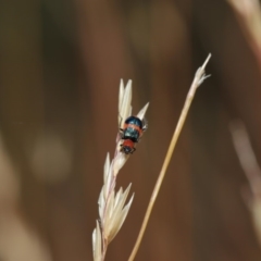 Dicranolaius bellulus at Hackett, ACT - 8 Dec 2019 08:48 AM