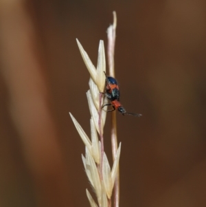 Dicranolaius bellulus at Hackett, ACT - 8 Dec 2019 08:48 AM