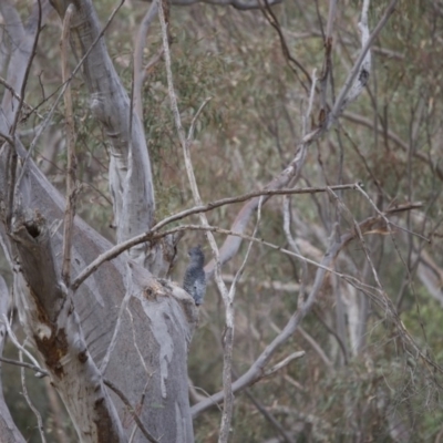 Callocephalon fimbriatum (Gang-gang Cockatoo) at Acton, ACT - 15 Dec 2019 by robynkirrily