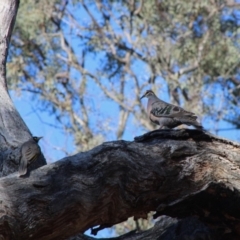 Phaps chalcoptera (Common Bronzewing) at Hughes, ACT - 16 Dec 2019 by LisaH