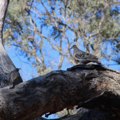 Phaps chalcoptera (Common Bronzewing) at Hughes, ACT - 15 Dec 2019 by LisaH