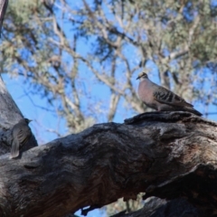 Phaps chalcoptera at Hughes, ACT - 16 Dec 2019