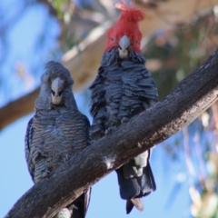 Callocephalon fimbriatum (Gang-gang Cockatoo) at Hughes, ACT - 16 Dec 2019 by LisaH