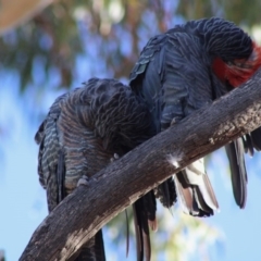 Callocephalon fimbriatum at Hughes, ACT - suppressed