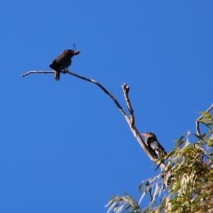 Eurystomus orientalis at Hughes, ACT - 16 Dec 2019