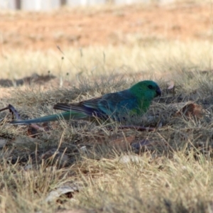 Psephotus haematonotus at Hughes, ACT - 15 Dec 2019