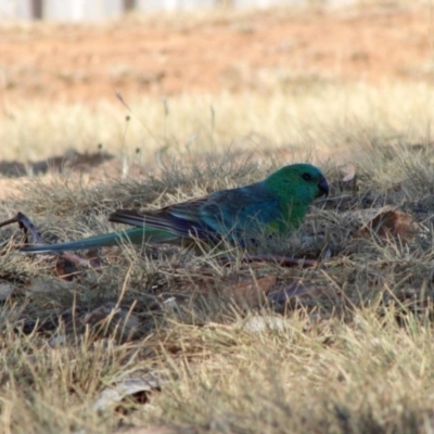 Psephotus haematonotus (Red-rumped Parrot) at Hughes, ACT - 14 Dec 2019 by LisaH