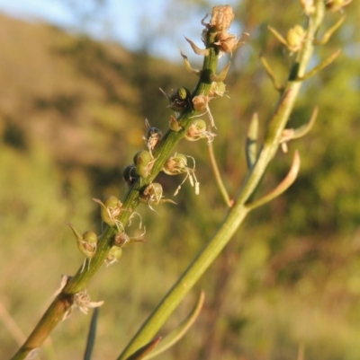 Stackhousia monogyna (Creamy Candles) at Tennent, ACT - 11 Nov 2019 by michaelb