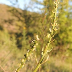 Stackhousia monogyna at Tennent, ACT - 11 Nov 2019