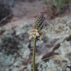 Plantago lanceolata (Ribwort Plantain, Lamb's Tongues) at Tennent, ACT - 11 Nov 2019 by michaelb