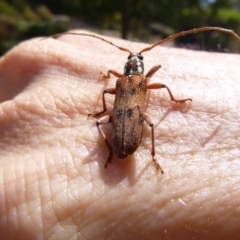 Strongylurus thoracicus (White dotted, 8 dotted or Pittosporum Longicorn) at Tathra Public School - 16 Dec 2019 by TathraPreschool