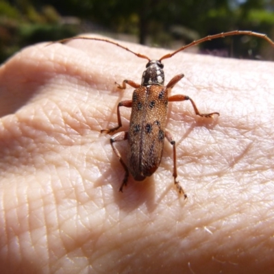 Strongylurus thoracicus (White dotted, 8 dotted or Pittosporum Longicorn) at Tathra Public School - 15 Dec 2019 by TathraPreschool