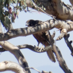 Falco berigora (Brown Falcon) at Googong, NSW - 16 Dec 2019 by Wandiyali