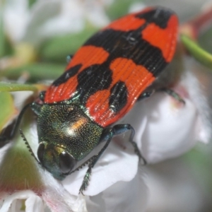 Castiarina delectabilis at Uriarra, NSW - 15 Dec 2019 02:45 PM