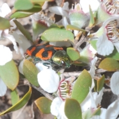 Castiarina delectabilis at Uriarra, NSW - 15 Dec 2019 02:45 PM