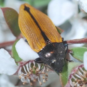 Castiarina subpura at Cotter River, ACT - 15 Dec 2019 11:29 PM