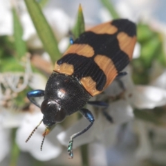 Castiarina thomsoni (A jewel beetle) at Cotter River, ACT - 15 Dec 2019 by Harrisi