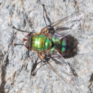 Rutilia (Chrysorutilia) formosa at Cotter River, ACT - 15 Dec 2019 06:15 PM