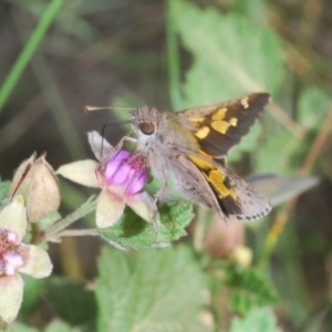 Trapezites phigalioides at Brindabella, NSW - 15 Dec 2019