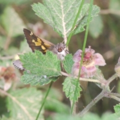 Trapezites phigalioides at Brindabella, NSW - 15 Dec 2019