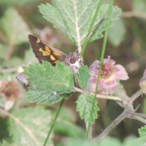 Trapezites phigalioides at Brindabella, NSW - 15 Dec 2019