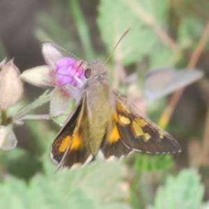 Trapezites phigalioides at Brindabella, NSW - 15 Dec 2019