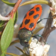 Castiarina octomaculata (A jewel beetle) at Cotter River, ACT - 10 Dec 2019 by Harrisi