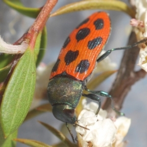 Castiarina octomaculata at Cotter River, ACT - 10 Dec 2019