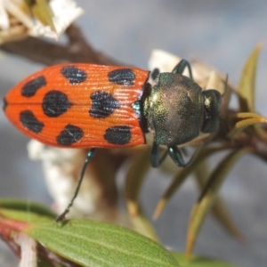 Castiarina octomaculata at Cotter River, ACT - 10 Dec 2019