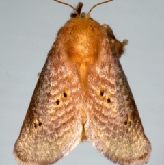 Doratifera quadriguttata and casta (Four-spotted Cup Moth) at Ainslie, ACT - 15 Dec 2019 by jbromilow50